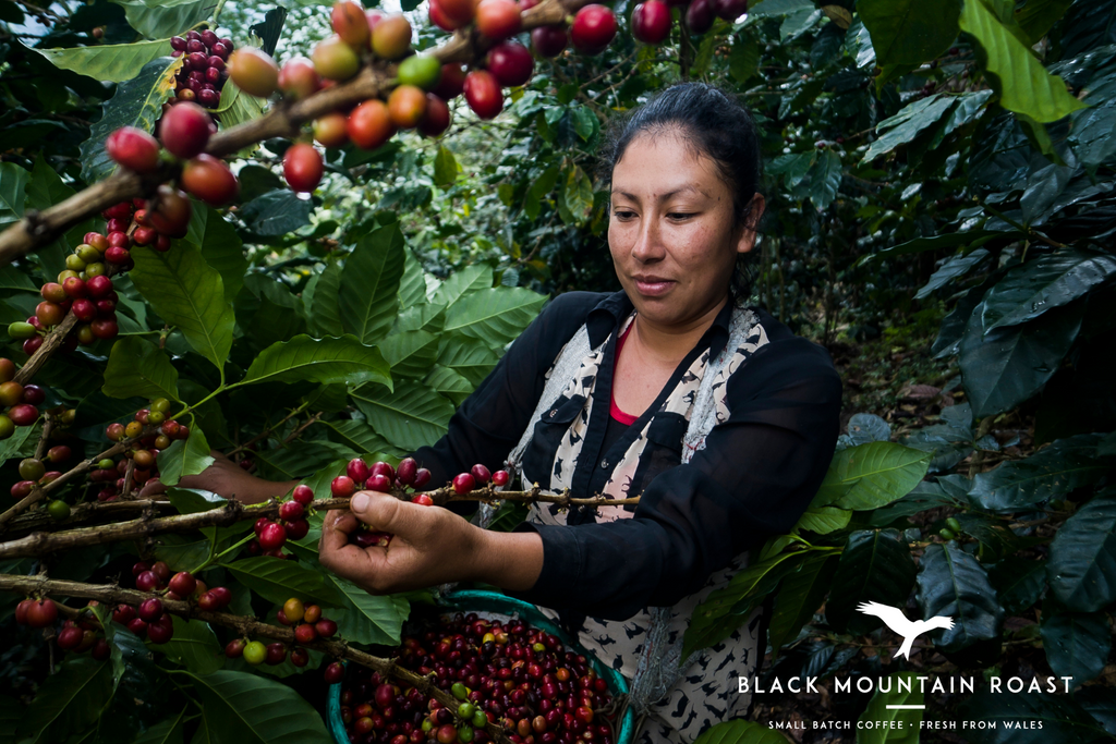 Colombian Coffee News - Pink Bourbon