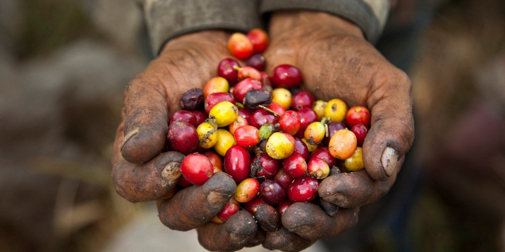 Welsh coffee, Freshly ground coffee, medium roast coffee, 1kg coffee, raw bean coffee, 